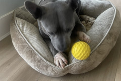 DOG KENNEL FINANCING